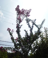 9月13日：百日紅の花が咲いた。